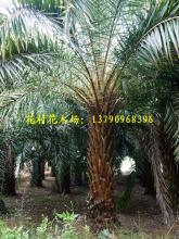 中东海枣