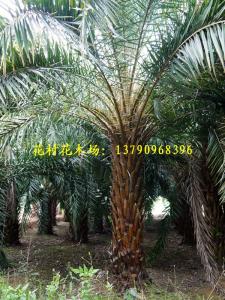 中东海枣